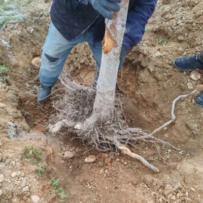 2700 деревьев уничтожены в Ферганской области