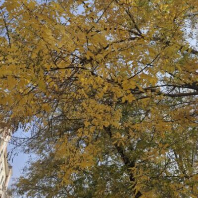 В четверг и пятницу ждем дождь