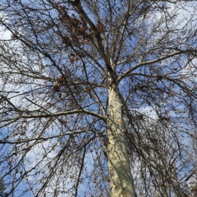 С 8 по 10 февраля ждем ветер