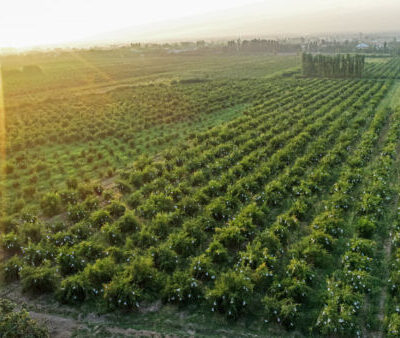 Создается Академия сельскохозяйственных наук Узбекистана