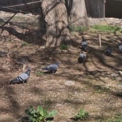 До 7 марта днем около +12-15°