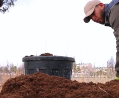 В Ташкенте высадят адаптированные деревья