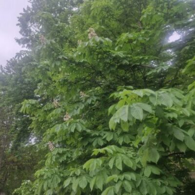 Сегодня возможен дождь и ветер