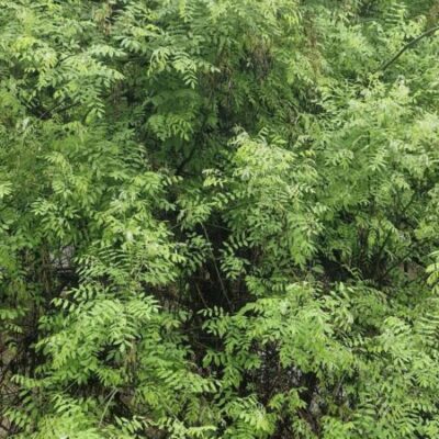 Осадков дальше не обещают