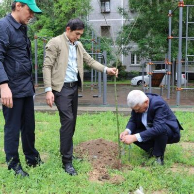 Ташкент становится зеленее