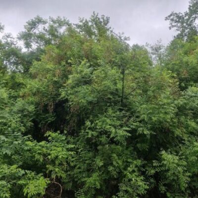 Уже без дождя и +27°