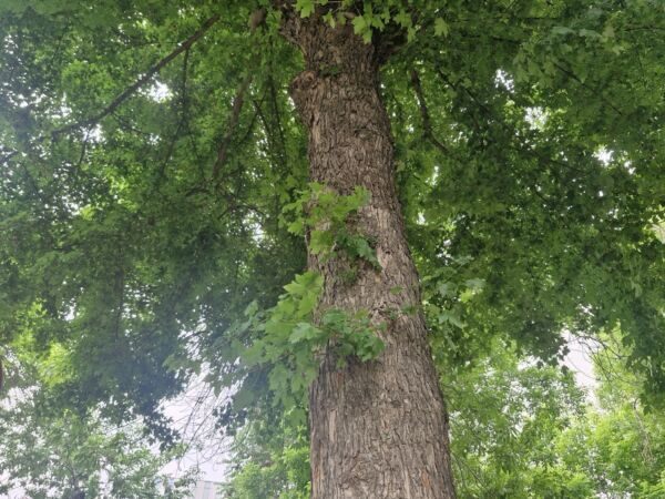 Будут и дожди, и жаркие дни