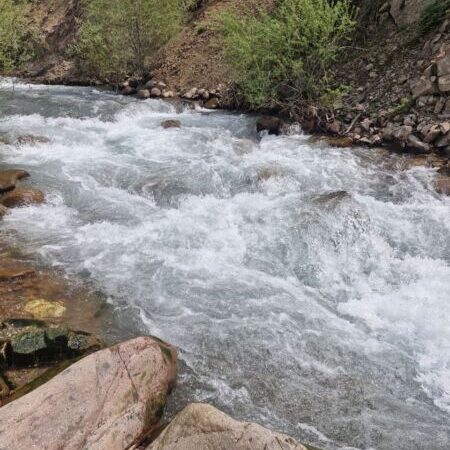 «Зелёный щит Центральной Азии»