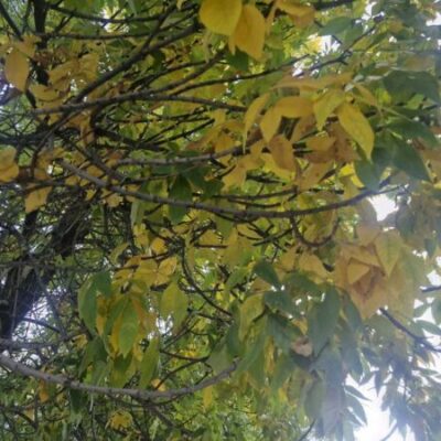 Октябрь продолжает «золотую осень»