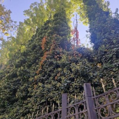 В четверг ждем дождь
